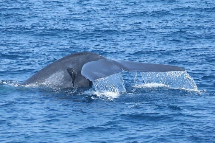 Whale Watching Tours